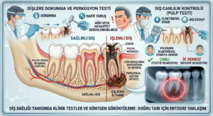 Dişlere dokunma, perküsyon testi ve canlılık kontrolü